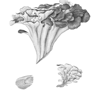 bokrosgomba