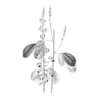 Desmodium adscendens