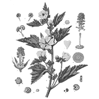 Fehérmályva gyökér