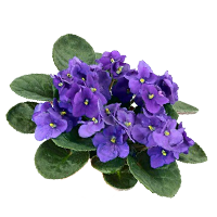 ibolya