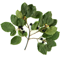 kutyabenge