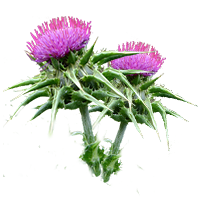 máriatövis