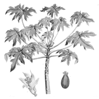 Papaya