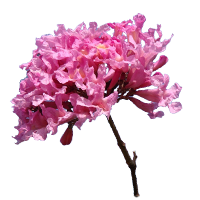 pau d'arco