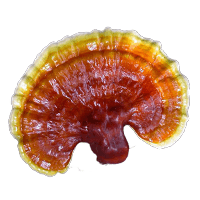 pecsétviaszgomba
