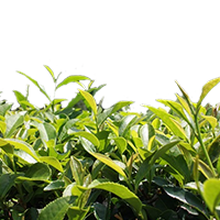 zöld tea